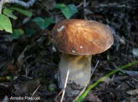 Bolets Amalia